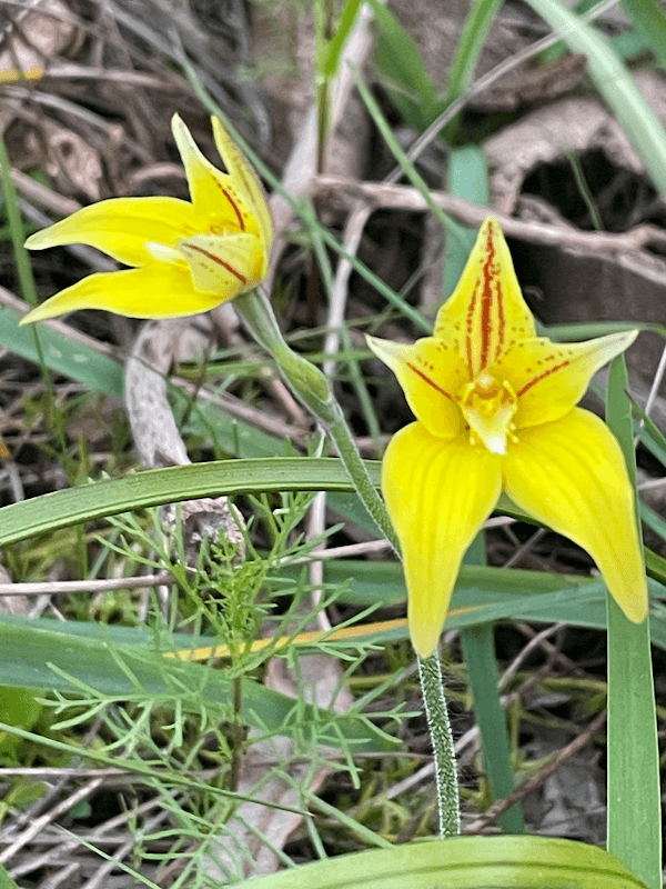 Wildflower Reserve - Image 1