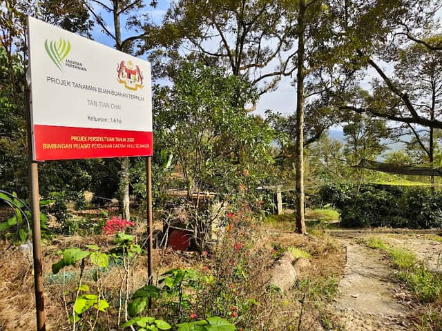 Dragon Hill Durian Orchard - Image 1