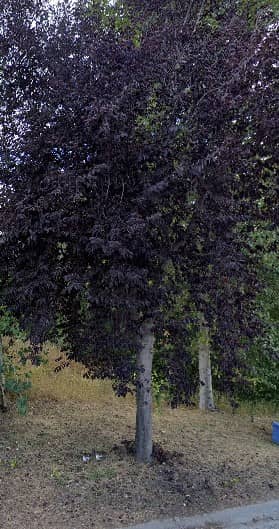 Morningside Park - Image 1