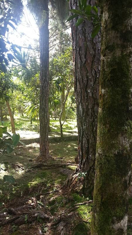 Monvert Fernery - Image 1