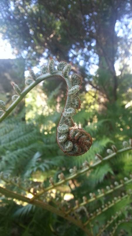 Monvert Fernery - Image 2