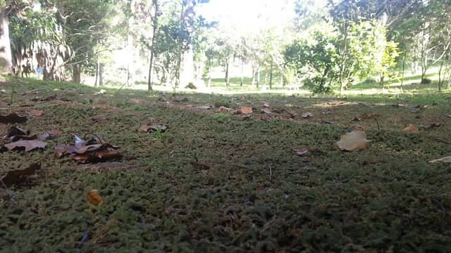 Monvert Fernery - Image 3