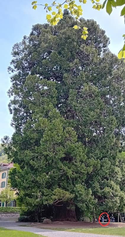Riesenmammutbaum (Sequoiadendron giganteum) - Image 1