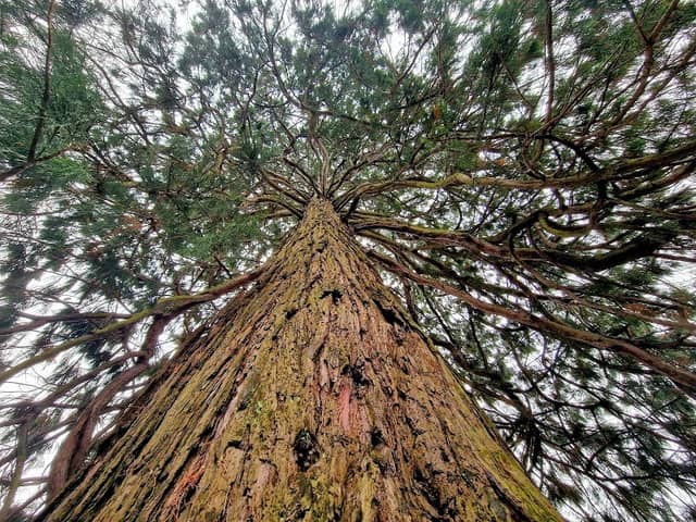 Riesenmammutbaum (Sequoiadendron giganteum) - Image 3