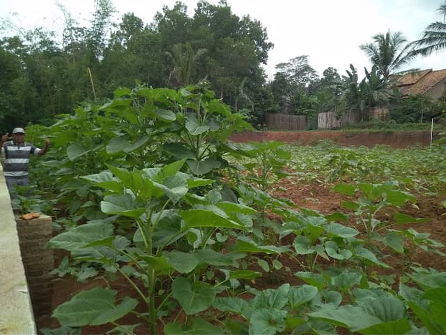 TAMAN BUNGA MONALISA - Image 1