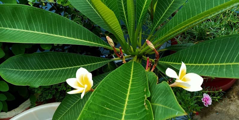 Uttaran Sangha Park - Image 1