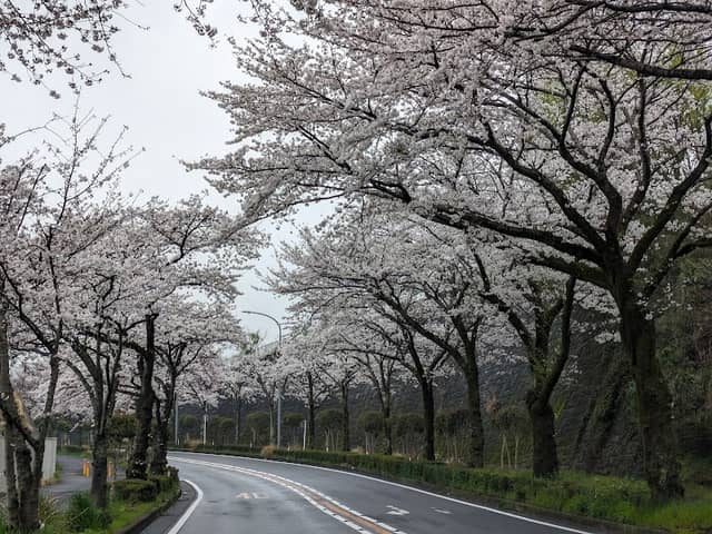 秦野さくらみち - Image 1