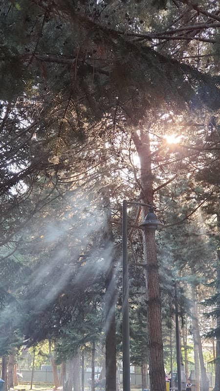 Memorial Woods - Image 2