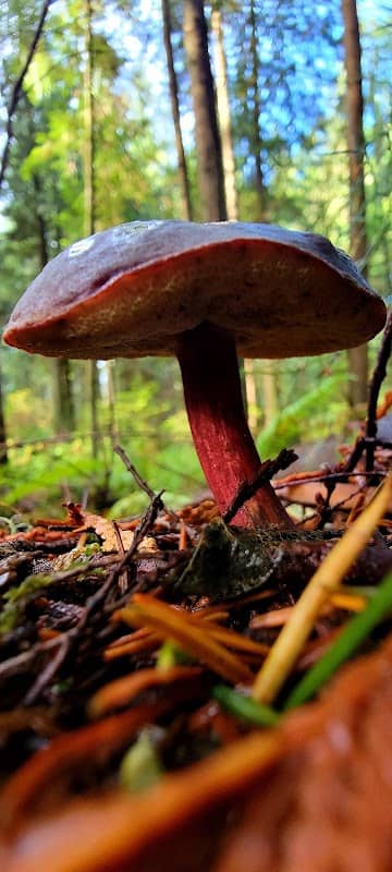 Trout Interpretive Loop Trail - Image 2