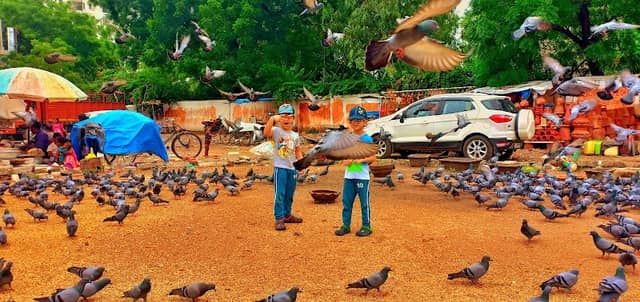 Public Birds Feeding Point - Image 2