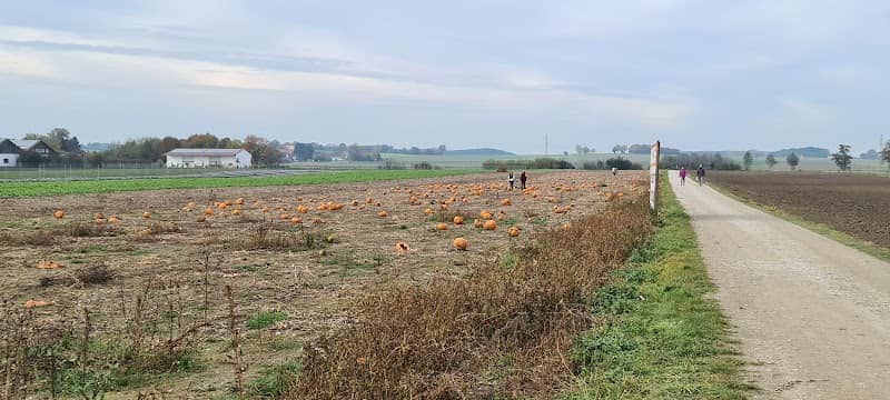 Kürbisfeld - Image 2