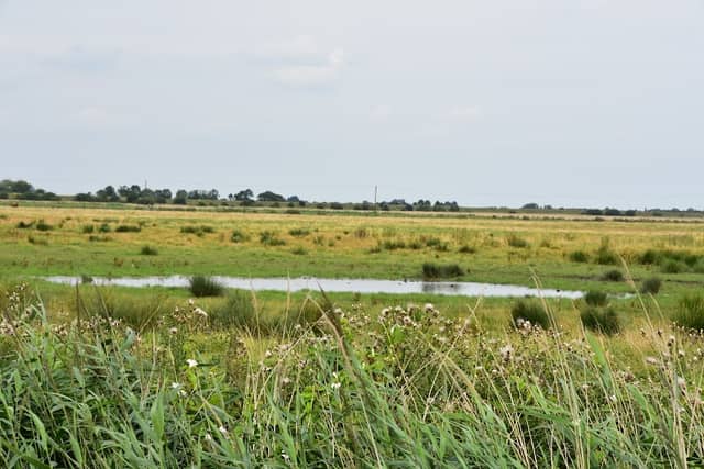 Willow Tree Fen - Image 2