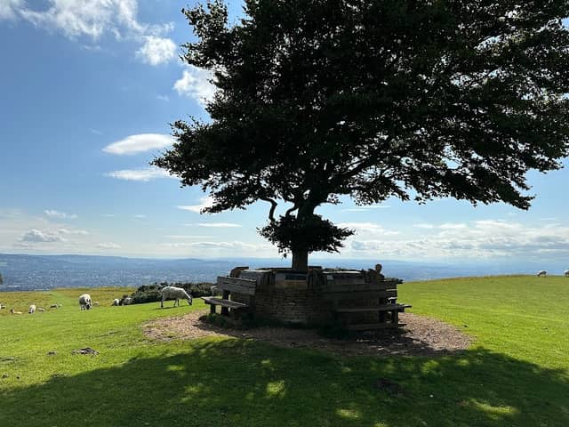 Memorial Tree - Image 2