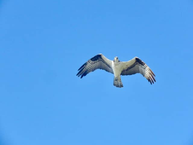 Osprey Nest - Image 1
