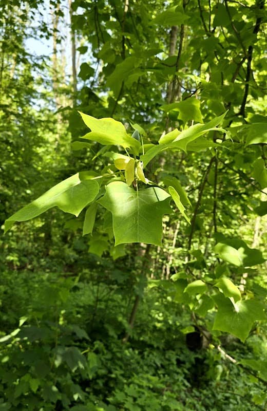 Tulpenbaum - Image 1