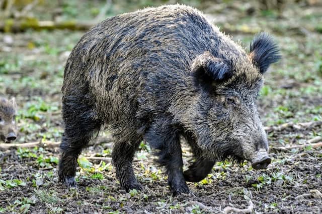 Wildschweingehege Waldhaus - Image 1