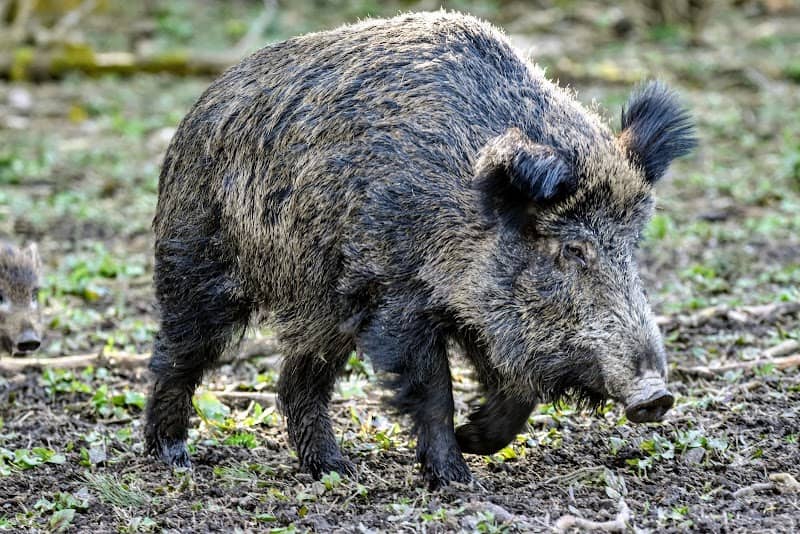 Wildschweingehege Waldhaus - Image 1