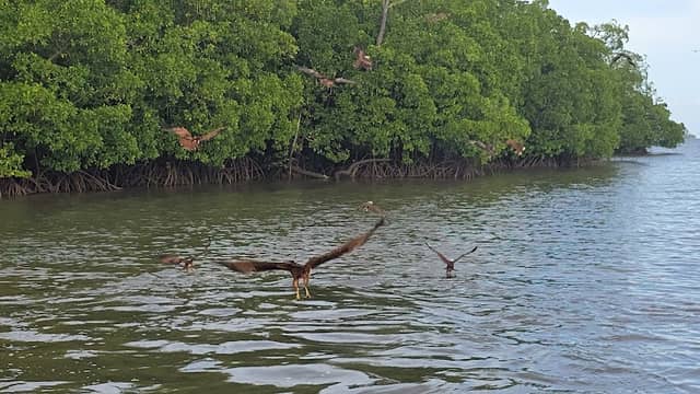 Boat to mangrove forest (Paya Bakau), Firefly observation; Eagles, crocodiles, monkey feeding observation - Image 1