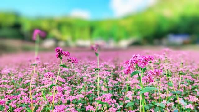 赤そばの里 あさの - Image 1
