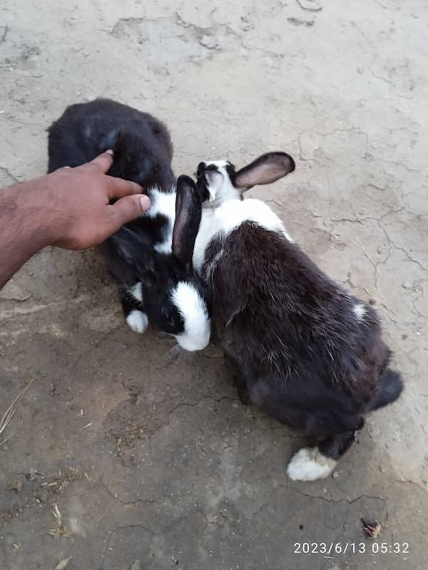 Thakur Farms - Image 1