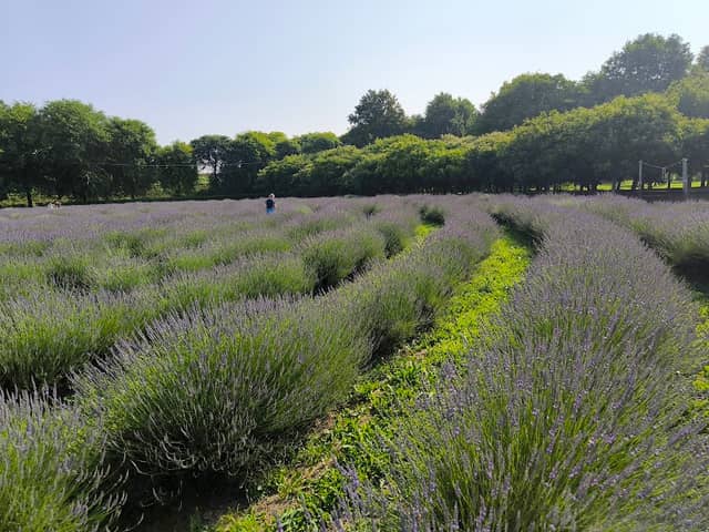 Labirinto di Lavanda - Image 1