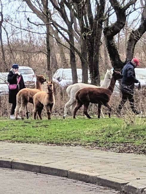 Alpaca-Den Helder. - Image 1