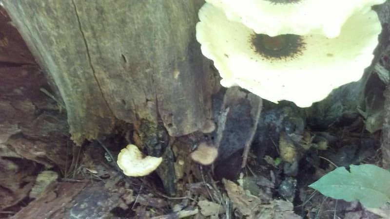Fasnacht Park - Image 2