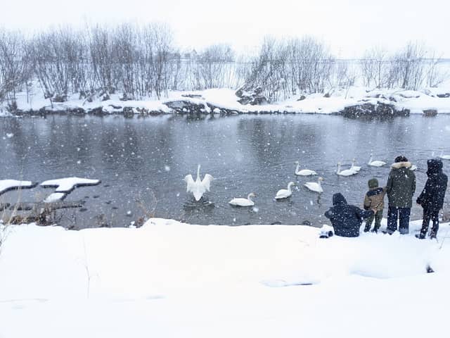 Kuroishi City Swan Gathering Place - Image 1