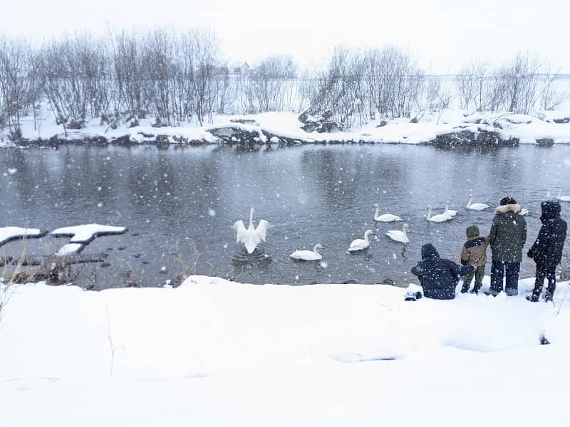 Kuroishi City Swan Gathering Place - Image 1