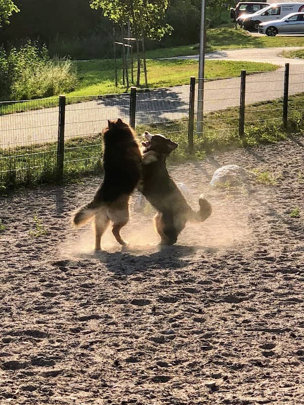 Tarutie Dog Park - Image 1
