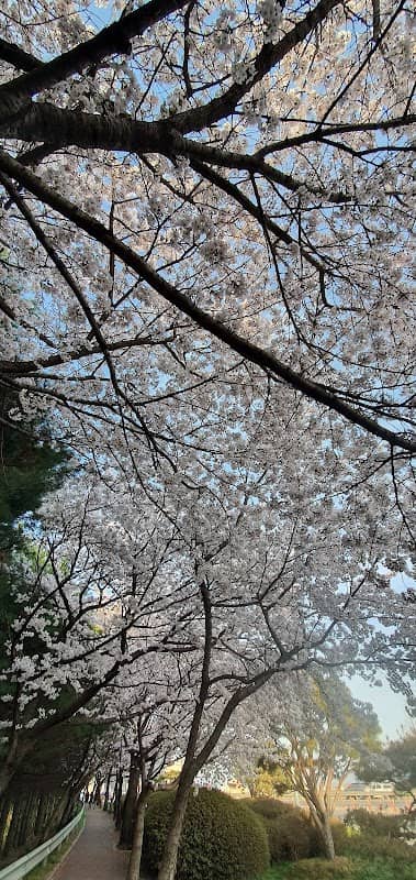 평택벚꽃길 - Image 1