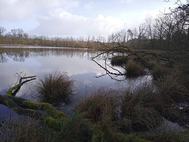 Güste Meede - Image 1