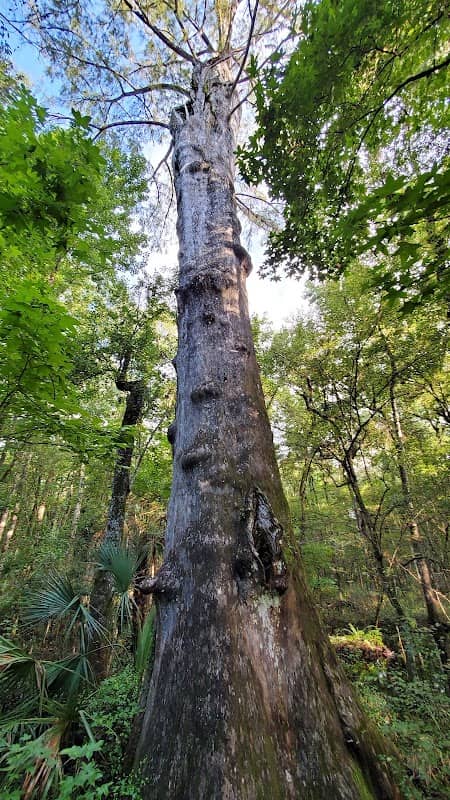 Big Cypress Boardwalk Trail (Goethe State Forest) - Image 2