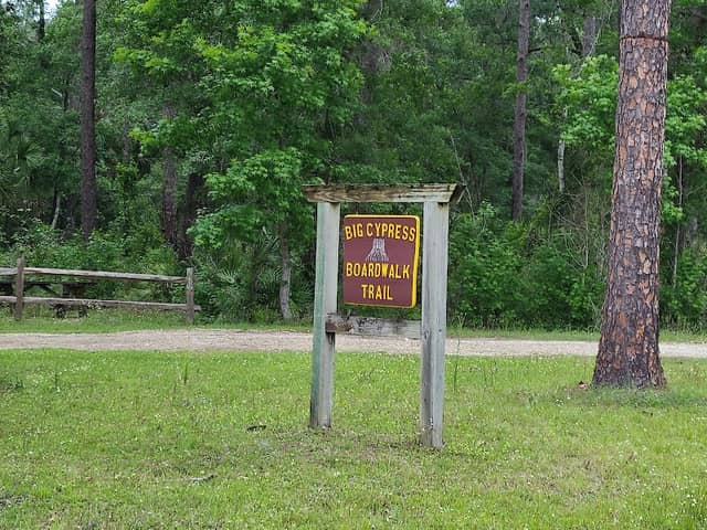 Big Cypress Boardwalk Trail (Goethe State Forest) - Image 3