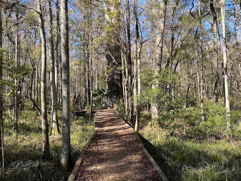 Big Cypress Boardwalk Trail (Goethe State Forest) - Image 1