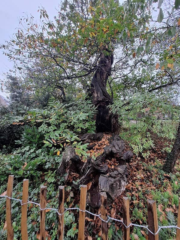Ancient Tree - Image 2