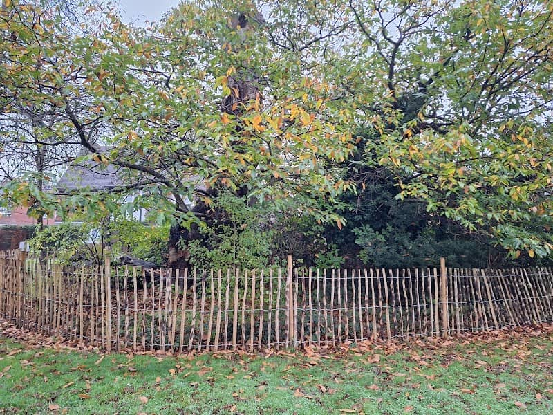 Ancient Tree - Image 1