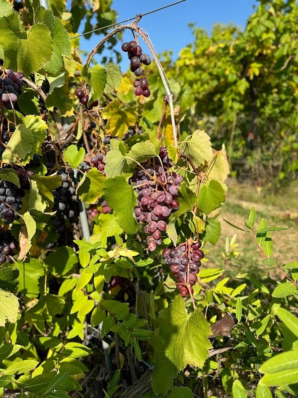 Weymouth Farms & Orchard, Winery - Image 1