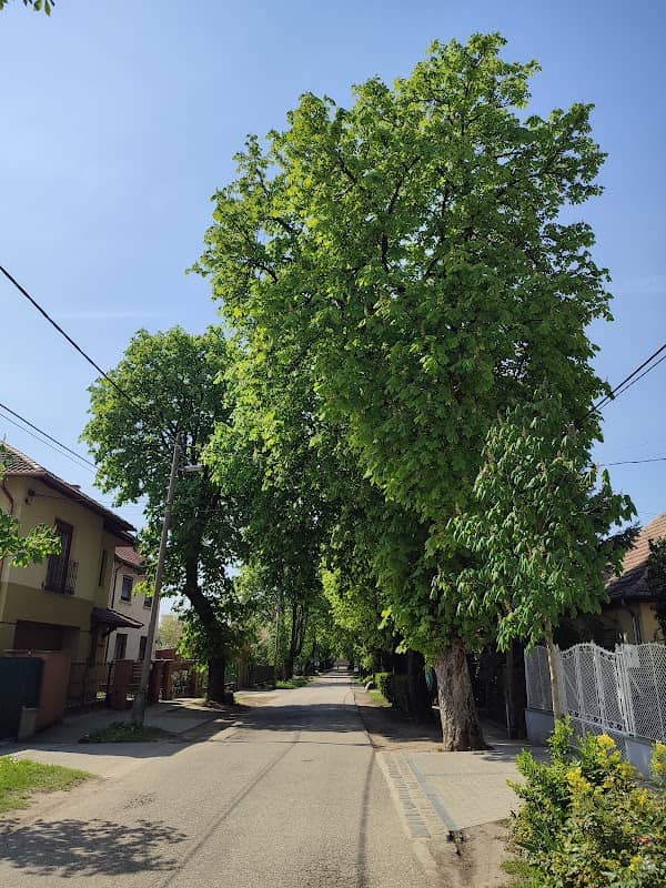 Védett vadgesztenye fasor - Image 2