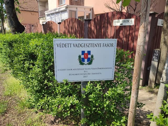 Védett vadgesztenye fasor - Image 1
