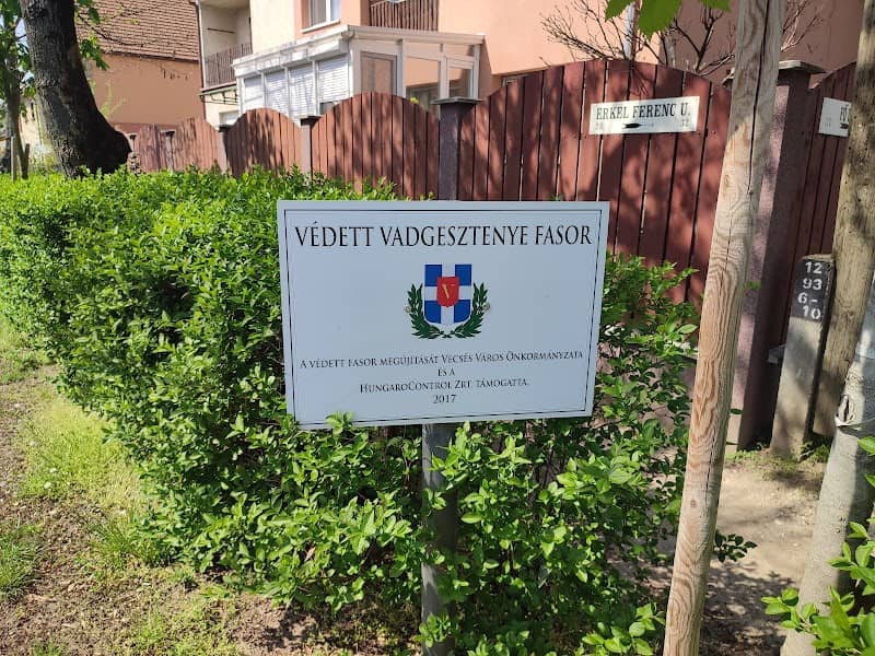 Védett vadgesztenye fasor - Image 1