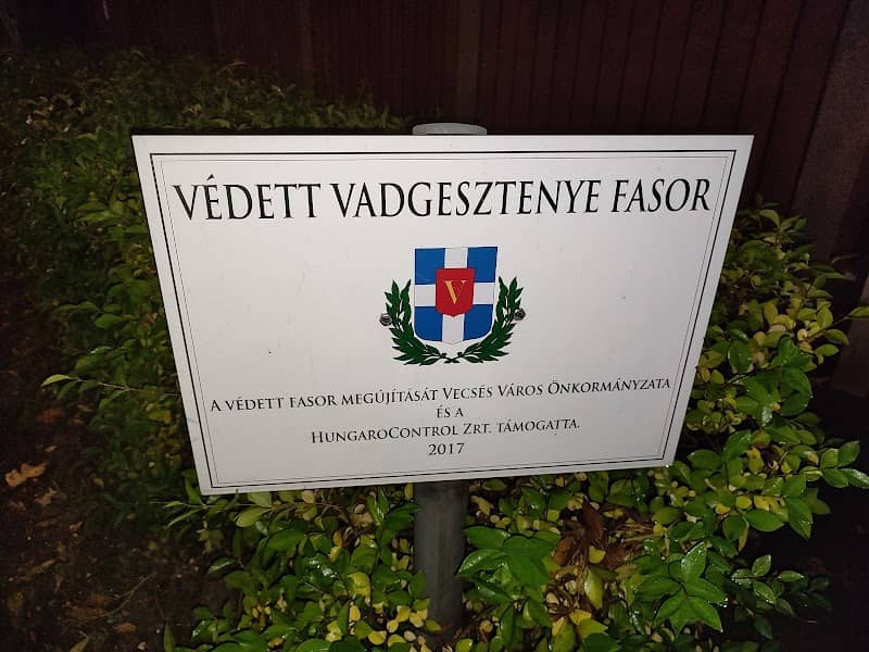 Védett vadgesztenye fasor - Image 3