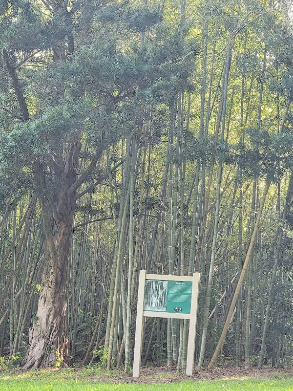 Timber Bamboo - Image 1