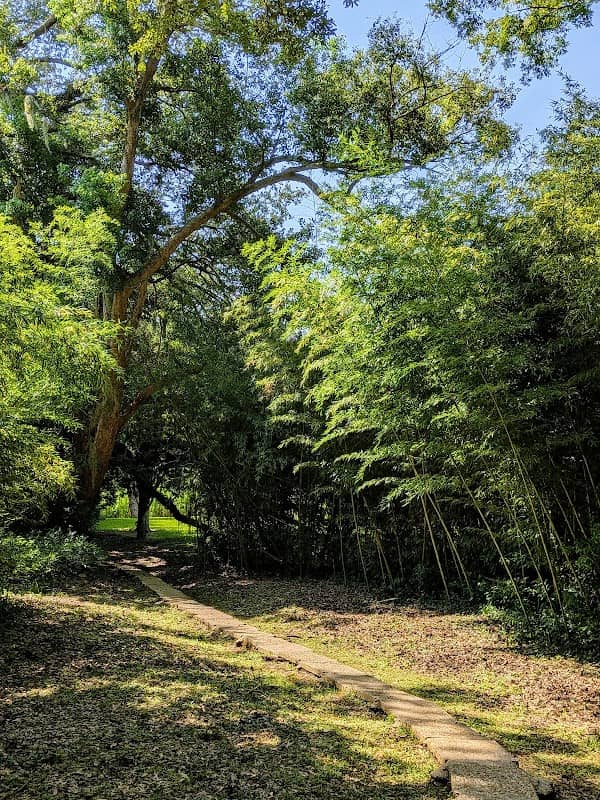 Timber Bamboo - Image 2