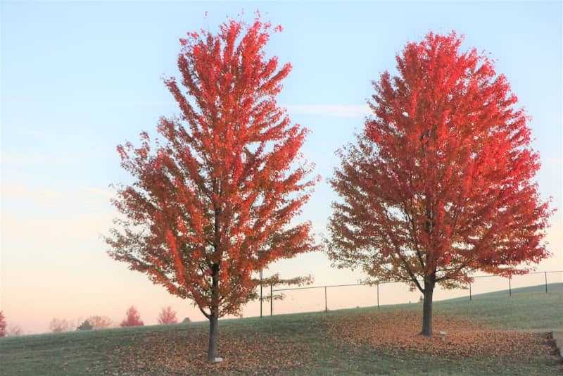 Civic Center Park Madison Heights - Image 2