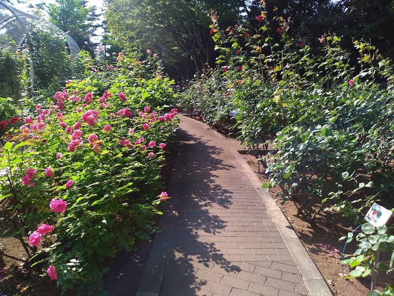 Suwada Park Rose Garden - Image 1