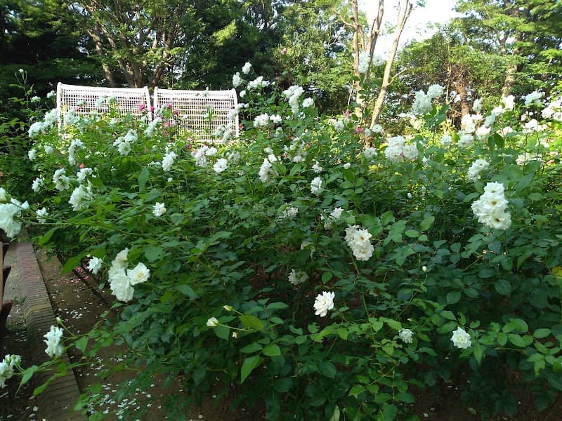 Suwada Park Rose Garden - Image 2