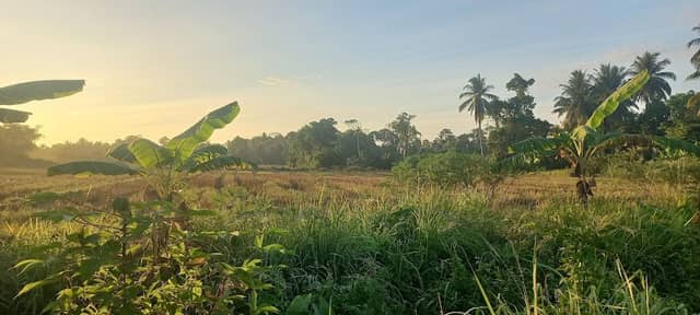 Padang tembesu - Image 1