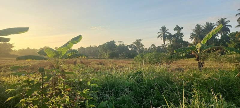 Padang tembesu - Image 1