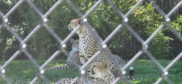 Cheetah Creek - Image 2
